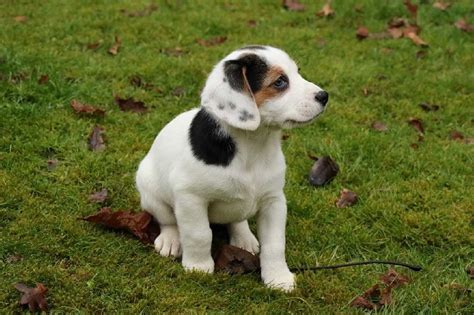 Jack Russell Mix Breeds - Jack Russell World