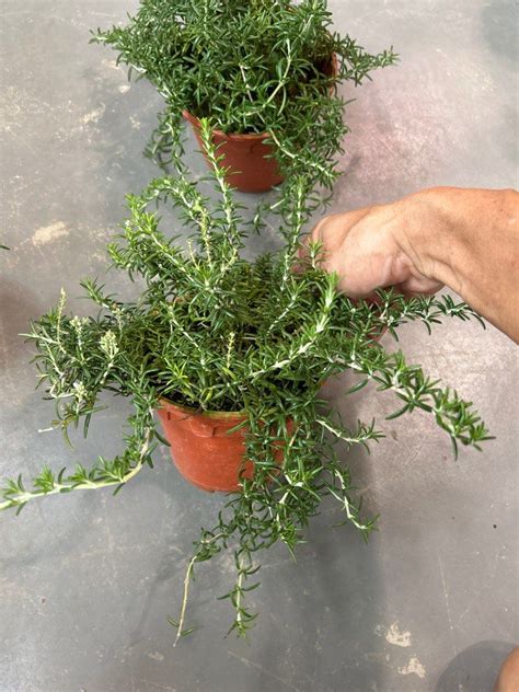 Rosemary Trailing Herbs Plant Each Furniture Home Living