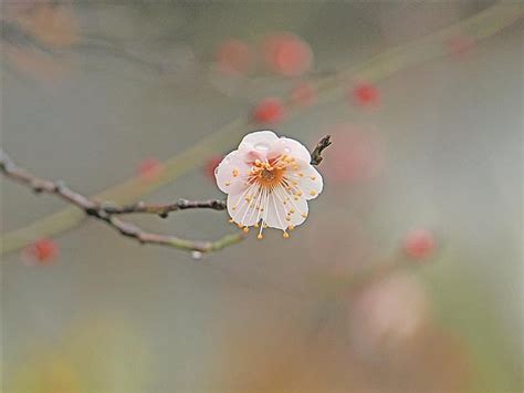 梅园第一朵梅花悄然绽放 近万棵梅花树上花苞已初见雏形