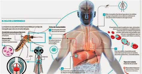 Venenos Y Ácidos Venenos De Los Animales En El Cuerpo Humano