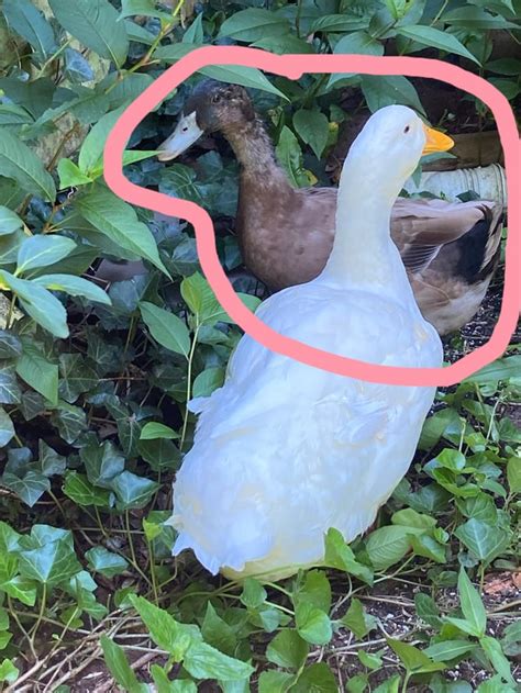 Would Anyone Be Able To Tell The Sex Of This Duck Khaki Campbell R Duck