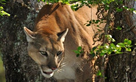 Endangered Florida Panther Threatened By Development Project Experts