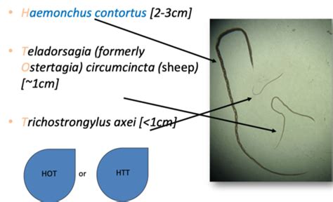 Teladorsagia And Other GI Nematodes Of Sheep 12 10 22 Flashcards