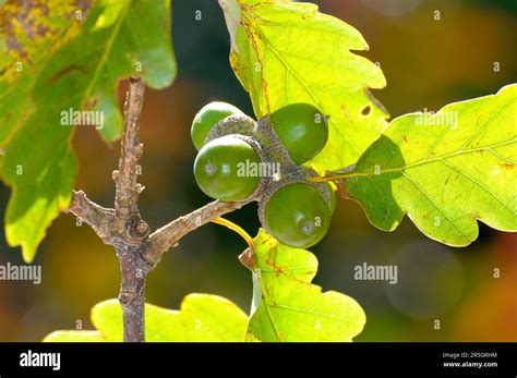 Acorns With Foliage On The Branch English Oak Quercus Robur Stock