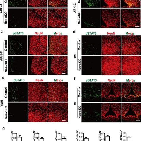 The Level Of Activated Pstat3 Stimulated By Leptin Markedly Decreased Download Scientific