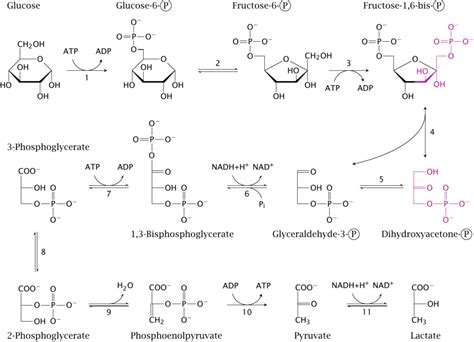 Glycolysis & Enzymes Diagram | Quizlet