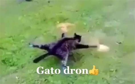 Gato Dron Meme Subido Por Barneyeldinosaurio Memedroid