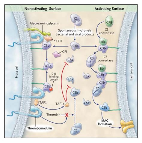 Thrombomodulin Mutations In Atypical HemolyticUremic Syndrome New