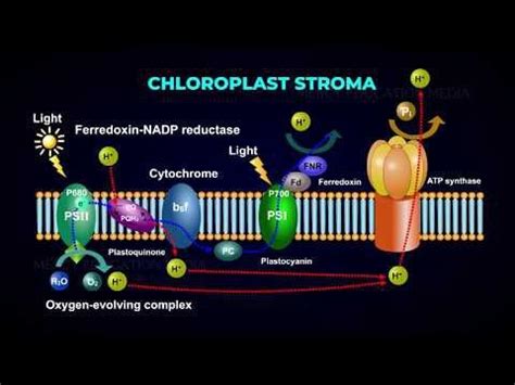 Electron Transport Chain on Photosynthesis : r/knowledge