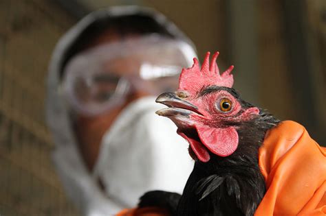 Avian Influenza Hits India 24 Bird Deaths And No Human Cases