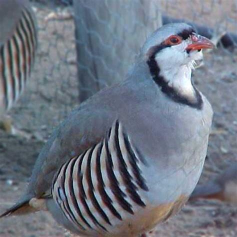 Chukar Partridge Hatching Eggs | Strombergs Chicks & Game Birds