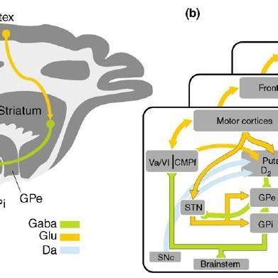 Schémas des circuits impliquant les ganglions de la base et des