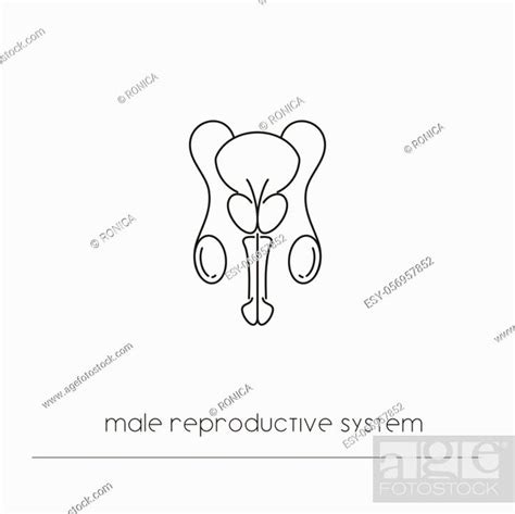 Male Reproductive System Icon Isolated Single Thin Line Symbol Of