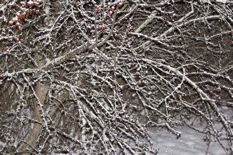 Free Images Landscape Tree Branch Cold Winter White Leaf