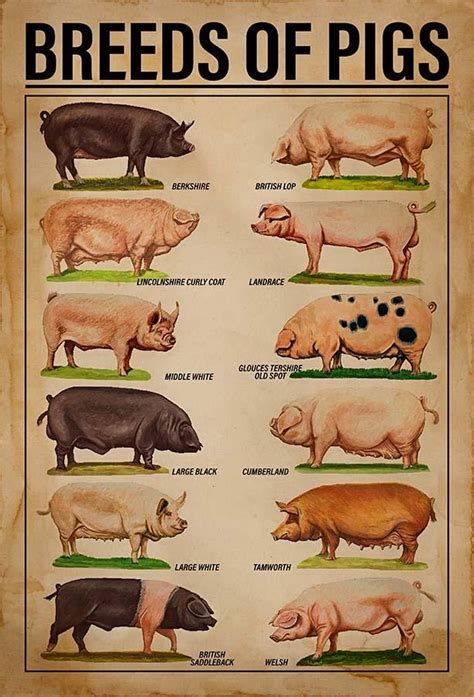 Skitongifts Wall Decoration, Home Decor, Decoration Room Breeds Of Pigs ...