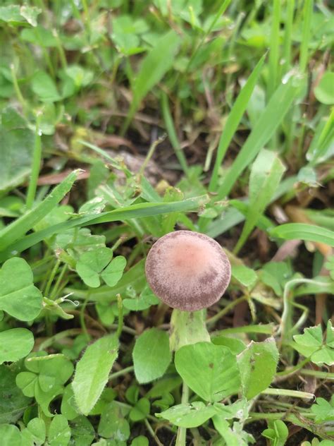 identification : is it a panaeolus cinctulus? : r/shroomers