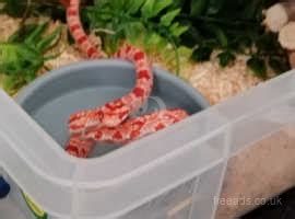 Baby Corn Snake In Bournemouth Bh On Freeads Classifieds Corn