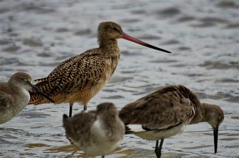 Florida Shorebirds – Photos by Bryan Baker