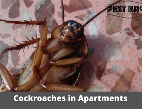 How Common Are Roaches In Apartments