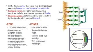 Elements Of Visual Perception Pptx