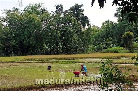 Bantuan Varietas Benih Padi Nutrizinc Untuk Cegah Stunting Di Sampang