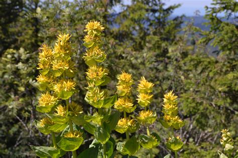 Genziana Benefici E Propriet Di Questa Pianta Erbacea Perenne