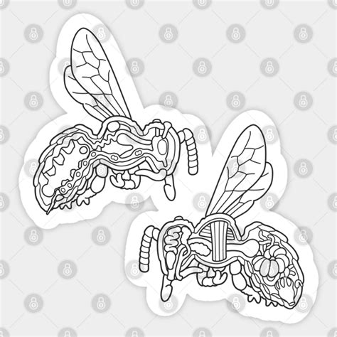 Line Drawing of Honey Bee Anatomy Illustration - Honeybee - Sticker ...