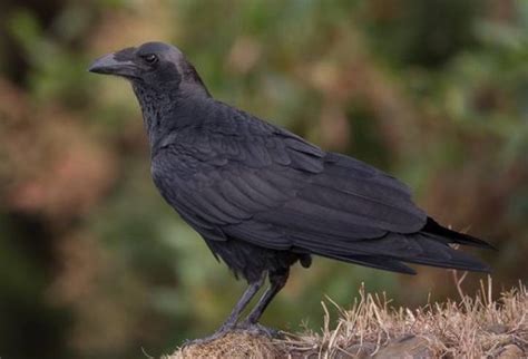 Ворона - виды, фото и описание птиц, чем питается и где обитает ...