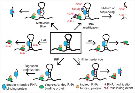 Measuring Protein RNA Interactions Inside Living Cells Advanced