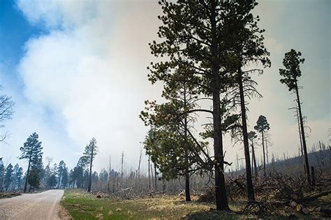 Understanding Plants Can Boost Wildland Fire Modeling In Uncertain Future Community