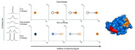 Mapping Of Binding Sites By NMR A In The Presence Of Free And