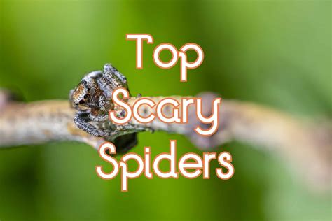 Top 17 Scary Spiders of The World (with Pictures)