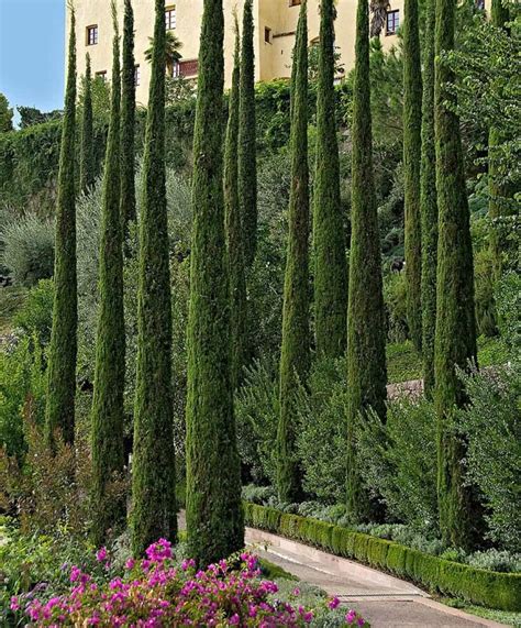 Garden With Italian Cypress Trees Mediterranean Garden Design Italian Cypress Trees