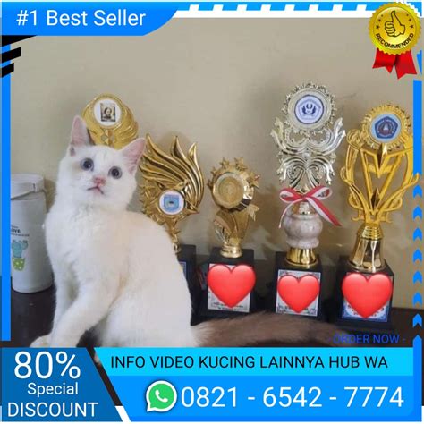 Jual Jual Kucing Miwa Anak Kucing Ragdoll Persia Scottish Bsh