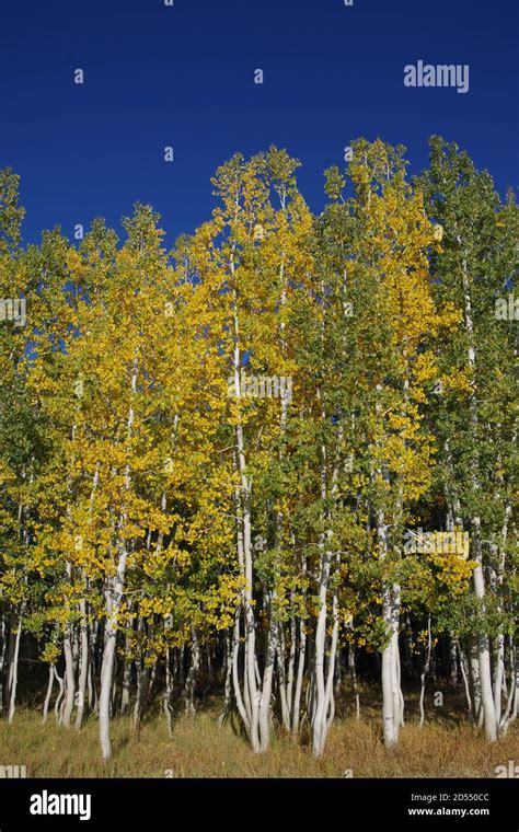 Quaking Aspen Utah Hi Res Stock Photography And Images Alamy