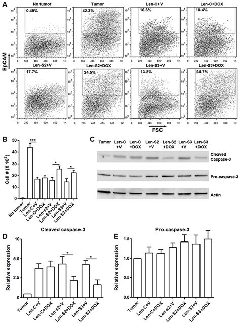 Sestrin2 And Sestrin3 Suppress Nk 92 Cell Mediated Cytotoxic Activity