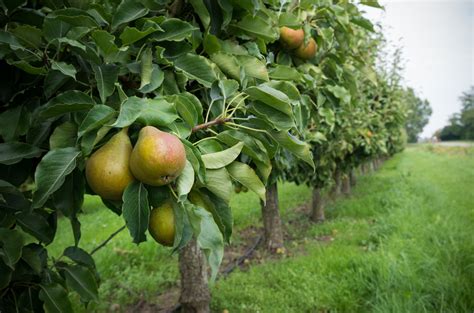 Créer un verger dans son jardin les clés pour choisir ses arbres fruitiers