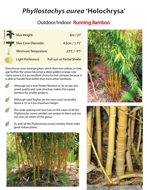 Phyllostachys Aurea Holochrysa Canadas Bamboo World