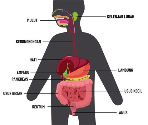 Contoh Soal Sistem Pencernaan Pada Manusia Dan Pembahasannya Ajudan Soal