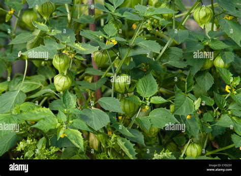 Tomatillo physalis ixocarpa fotografías e imágenes de alta resolución