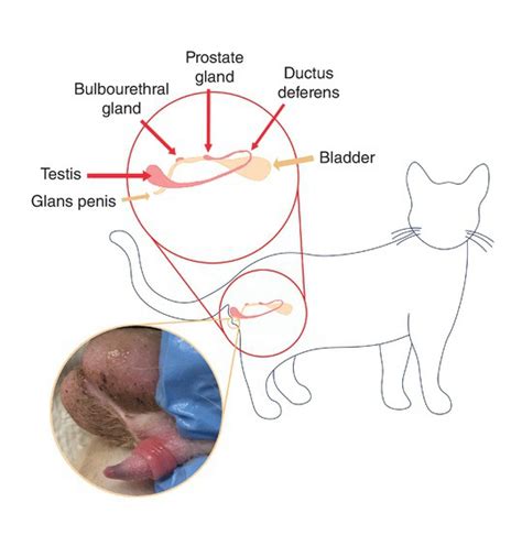 Bulbourethral Gland Dog