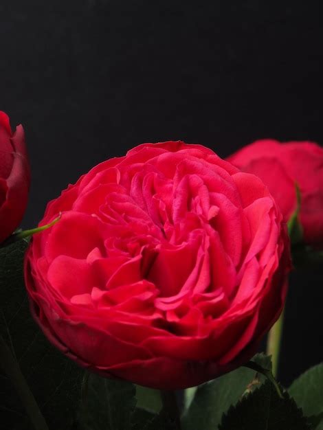 Premium Photo A Red Rose With Green Leaves