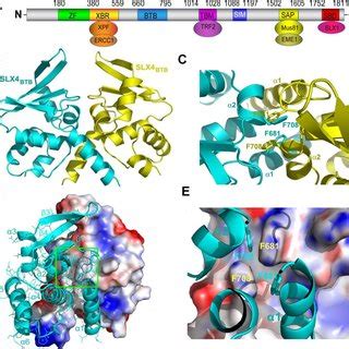 Hydrophobic contacts located in the BTB domain mediate dimerization of ...