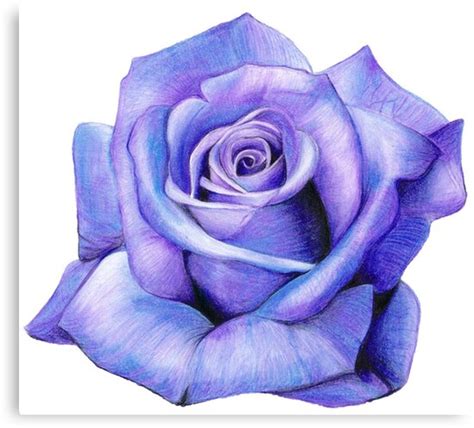 "Purple Rose Drawing " Canvas Prints by ArtsinneT | Redbubble