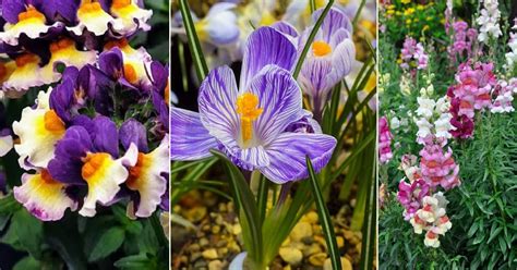 7 Beautiful Blue and Orange Flowers | Balcony Garden Web