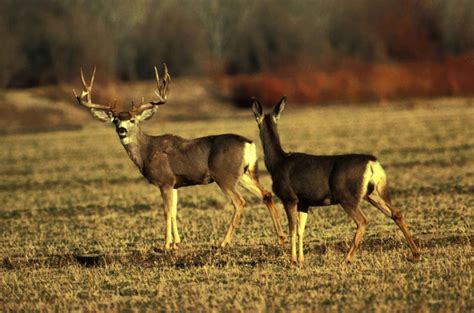 Free picture: male, female, mule, deer, animals, odocoileus, hemionus