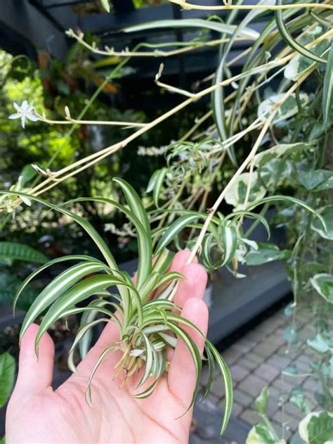 How To Grow Spider Plant Outdoors Balcony Garden Web