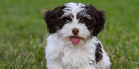 Havanese Poodle Mix