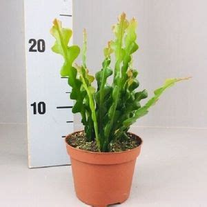 Epiphyllum Anguliger RED TIP D14 Cm A30 40 Cm Plantas Al Por