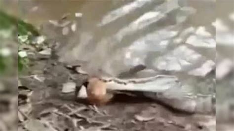 Crocodile Attack On Electric Eel Killed Video Viral On Social Media